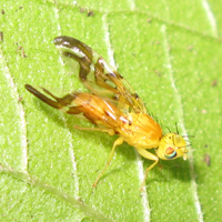 Tephritidae: Strauzia longipennis (Mouche du tournesol)